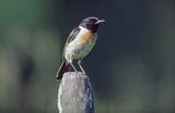 kląskawka, Saxicola rubicola syn. Saxicola torquata rubicola