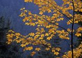 Jesienny klon w Tatrach, Tatry, Polska
