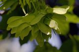 klon zwyczajny Acer platanoides, liście i owoce
