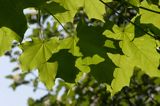 klon zwyczajny Acer platanoides, liście i owoce