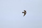 kobczyk, samiec, Falco vespertinus, w locie