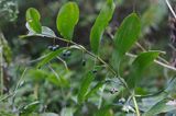 Polygonatum multiflorum, kokoryczka wielokwiatowa