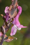 Kokorycz pełna Corydalis solida