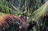 palma kokosowa i kokosy / Cocos nucifera /