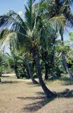 palma kokosowa / Cocos nucifera /