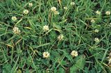 koniczyna biała, koniczyna rozesłana Trifolium repens L.)