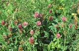 koniczyna czerwona, łąkowa Trifolium pratense
