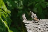 kopciuszek Phoenicurus ochruros, pisklęta po wylocie z gniazda, karmienie