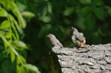 kopciuszek Phoenicurus ochruros, pisklęta po wylocie z gniazda, karmienie