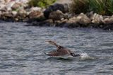 Kormoran czarny Phalacrocorax carbo)