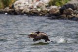 Kormoran czarny Phalacrocorax carbo)