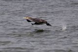 Kormoran czarny Phalacrocorax carbo)