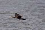 Kormoran czarny Phalacrocorax carbo)