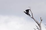 Kormoran czarny Phalacrocorax carbo)