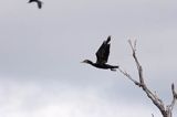 Kormoran czarny Phalacrocorax carbo)