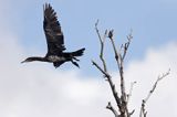 Kormoran czarny Phalacrocorax carbo)