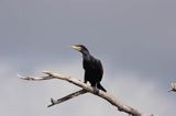 Kormoran czarny Phalacrocorax carbo)