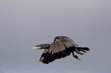 Kormoran czarny Phalacrocorax carbo)