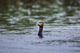 Kormoran czarny, Phalacrocorax carbo w deszczu