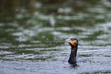 Kormoran czarny, Phalacrocorax carbo, w deszczu