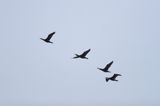 kormoran czarny Phalacrocorax carbo