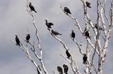 Kormoran czarny Phalacrocorax carbo) kolonia