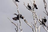 Kormoran czarny Phalacrocorax carbo) kolonia