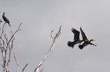 Kormoran czarny Phalacrocorax carbo) kolonia