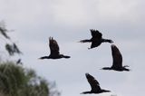 Kormoran czarny Phalacrocorax carbo) kolonia