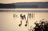 Kormorany Phalacrocorax carbo) jezioro Wigry