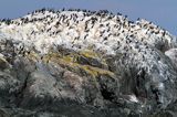 Kolonia kormoranów, Południowa Norwegia, Skagerrak, kormoran czarny Phalacrocorax carbo