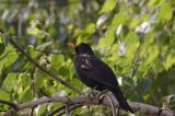 kos Turdus merula) śpiewający samiec