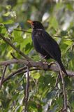 kos Turdus merula) śpiewający samiec