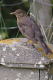 kos, Turdus merula