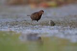 kos, Turdus merula, samica