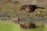 kos, Turdus merula, samica