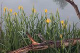 kosaciec żółty, Iris pseudoacorus