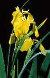 kosaciec żółty Iris pseudoacorus