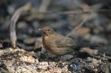 kos, samica, Turdus merula