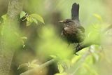 Kos, Turdus merula, samica