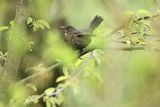 Kos, Turdus merula, samica