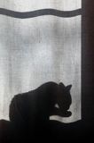 cień kota na zasłonie w oknie