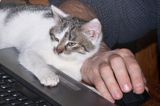 kotek przy komputerze