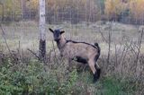 kaza - koziołek, kozy, kolczykowane rasa alpejska francuska