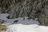 Kozice w Tatrach