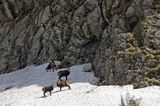 Kozice w Tatrach
