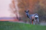 sarna samiec koziołek, Capreolus capreolus