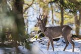 sarna, Capreolus capreolus, samiec, koziołek