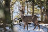 sarna, Capreolus capreolus, samiec, koziołek