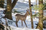 sarna, Capreolus capreolus, samiec, koziołek